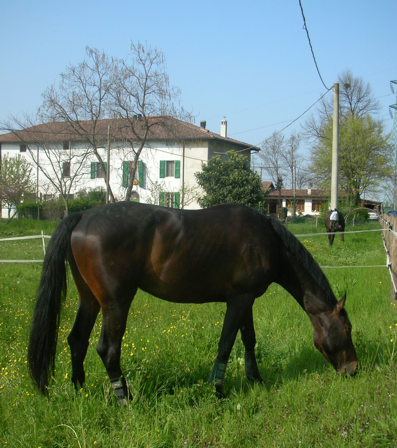 Cavallo domestico