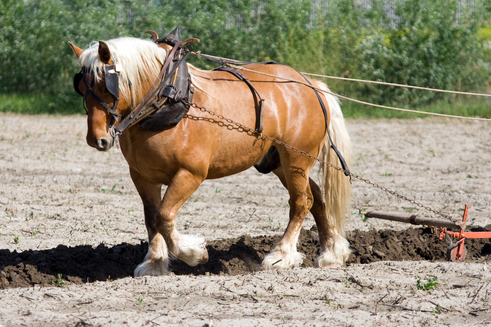 Storia del cavallo italiano