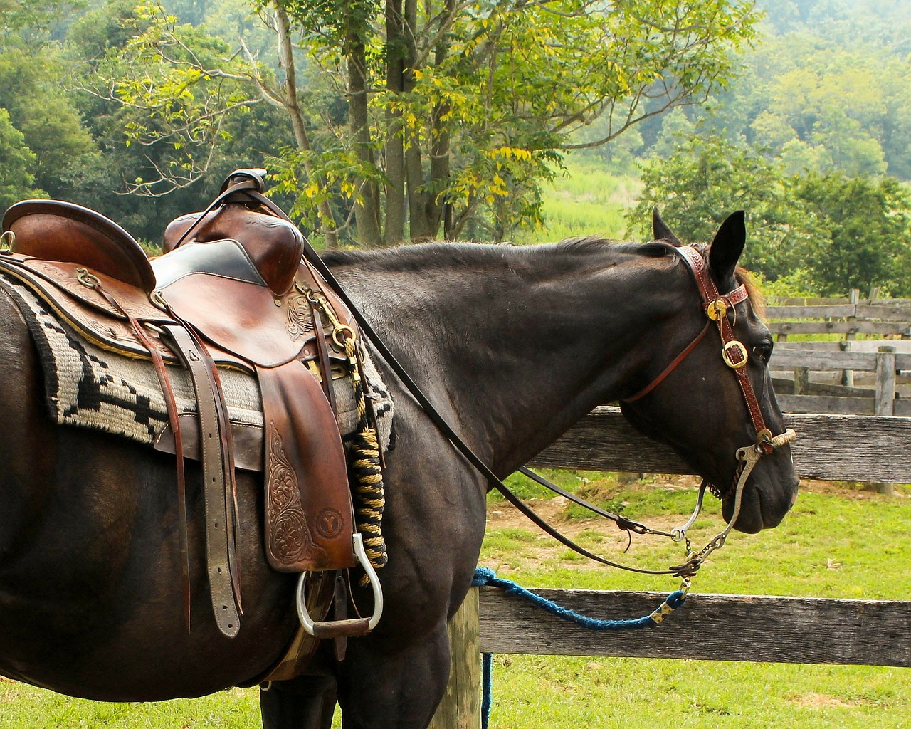 equipaggiamenti-cavallo