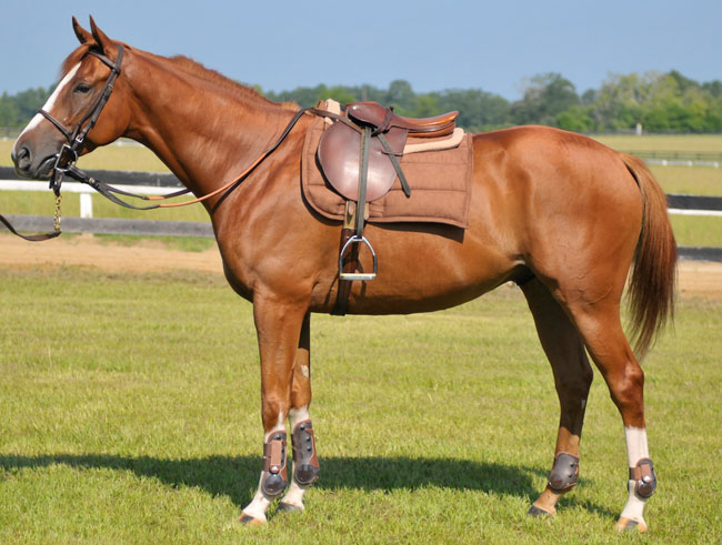 Scegliere la migliore sella cavallo